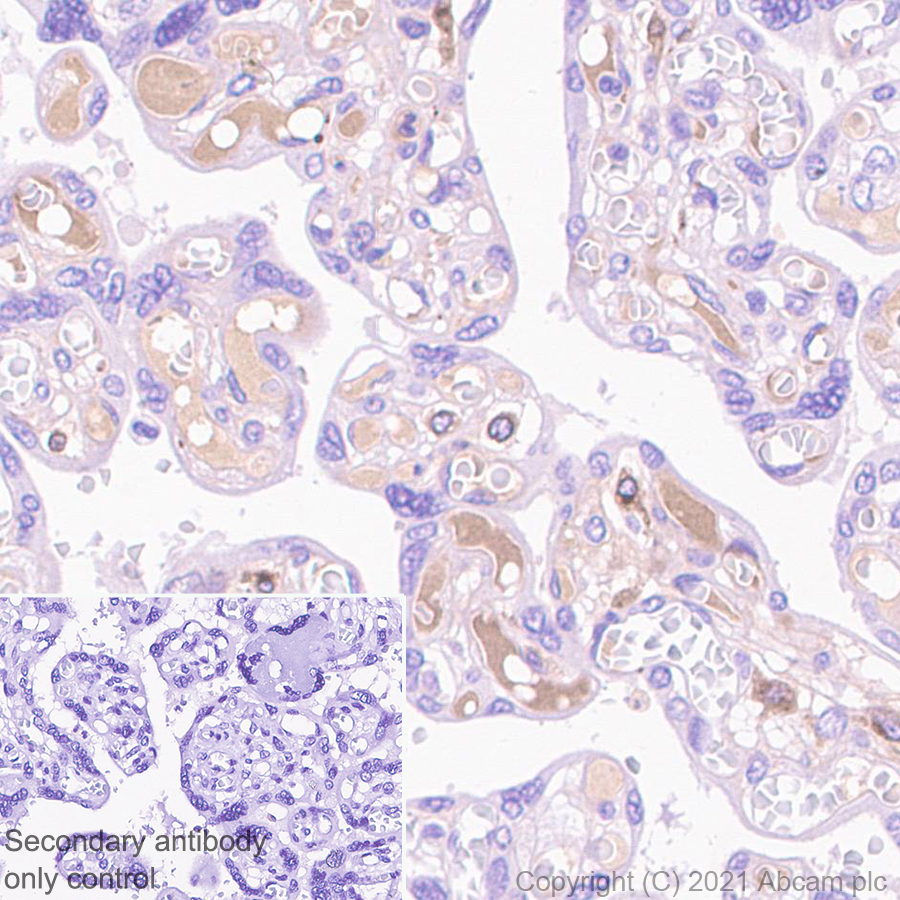 Immunohistochemistry (Formalin/PFA-fixed paraffin-embedded sections) - Anti-PLTP antibody [EPR24448-21] - BSA and Azide free (AB282463), expandable thumbnail