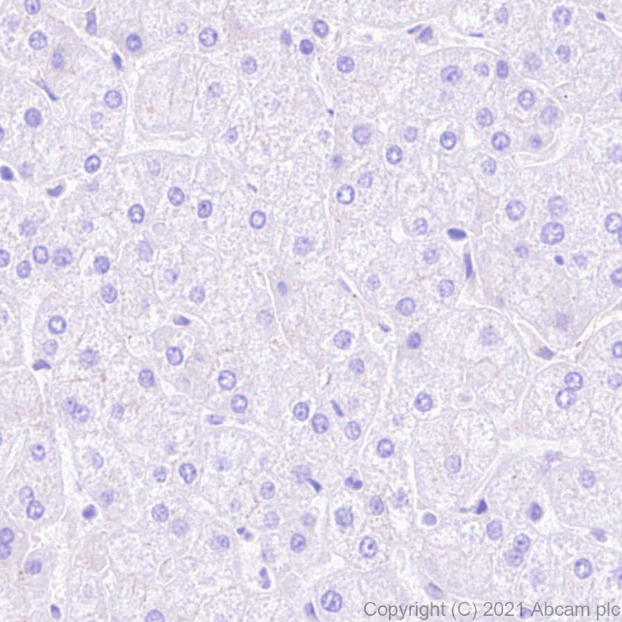 Immunohistochemistry (Formalin/PFA-fixed paraffin-embedded sections) - Anti-PLTP antibody [EPR24448-21] - BSA and Azide free (ab282463), expandable thumbnail