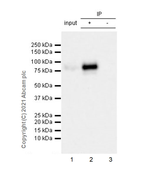Immunoprecipitation - Anti-PLTP antibody [EPR24448-21] - BSA and Azide free (AB282463), expandable thumbnail