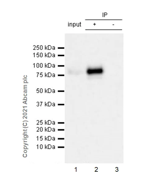 Immunoprecipitation - Anti-PLTP antibody [EPR24448-21] - BSA and Azide free (AB282463)