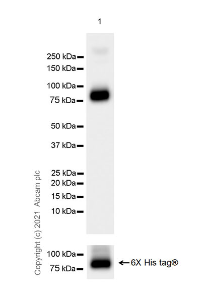 Western blot - Anti-PLTP antibody [EPR24448-21] - BSA and Azide free (AB282463), expandable thumbnail