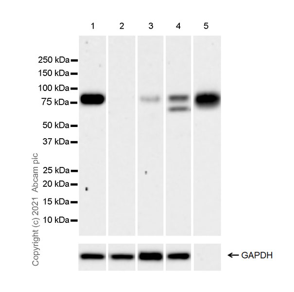 Western blot - Anti-PLTP antibody [EPR24448-21] - BSA and Azide free (ab282463), expandable thumbnail