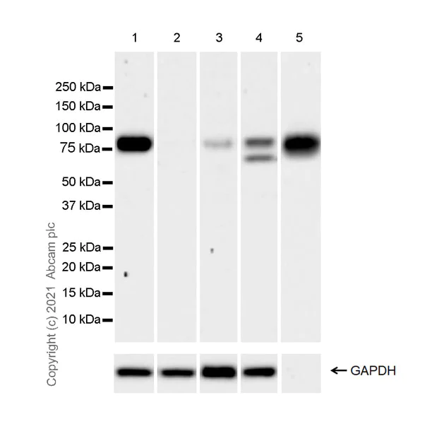 Western blot - Anti-PLTP antibody [EPR24448-21] - BSA and Azide free (AB282463)