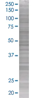 SDS-PAGE - PLTP overexpression 293T lysate (whole cell) (AB94119)