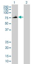 Western blot - PLTP overexpression 293T lysate (whole cell) (AB94119)