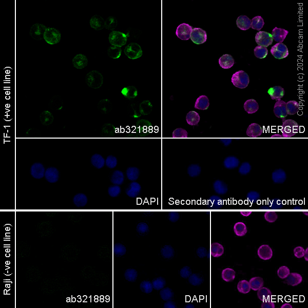 Immunocytochemistry/ Immunofluorescence - Anti-PLVAP/PV-1 antibody [EPR29045-558] - BSA and Azide free (ab321890), expandable thumbnail