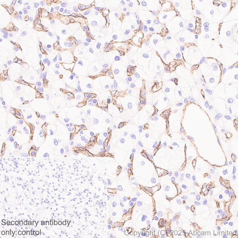Immunohistochemistry (Formalin/PFA-fixed paraffin-embedded sections) - Anti-PLVAP/PV-1 antibody [EPR29045-583] - BSA and Azide free (AB323707)