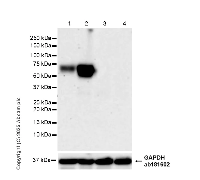 Western blot - Anti-PLVAP/PV-1 antibody [EPR29045-583] - BSA and Azide free (AB323707)