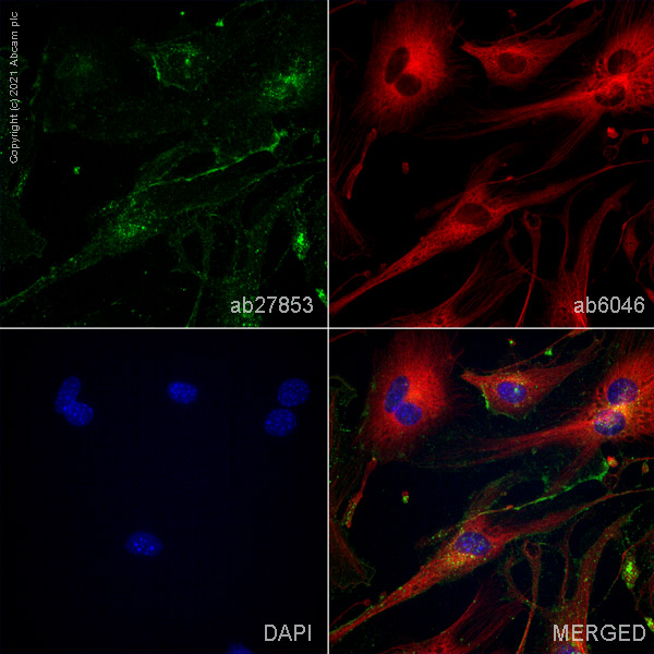 Immunocytochemistry/ Immunofluorescence - Anti-PLVAP/PV-1 antibody [MECA-32] - BSA and Azide free (AB256145), expandable thumbnail