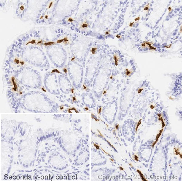 Immunohistochemistry (Frozen sections) - Anti-PLVAP/PV-1 antibody [MECA-32] - BSA and Azide free (AB256145)