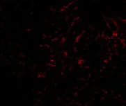 Immunocytochemistry/ Immunofluorescence - Anti-Plxdc2 antibody (AB67226)