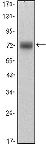 Western blot - Anti-Plzf antibody [5B3] (AB104854)