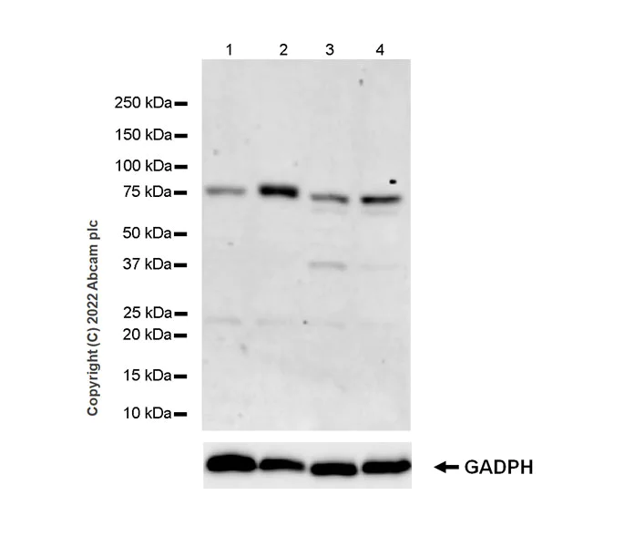 Western blot - Anti-Plzf antibody [EPR24830-8] - BSA and Azide free (AB305065)