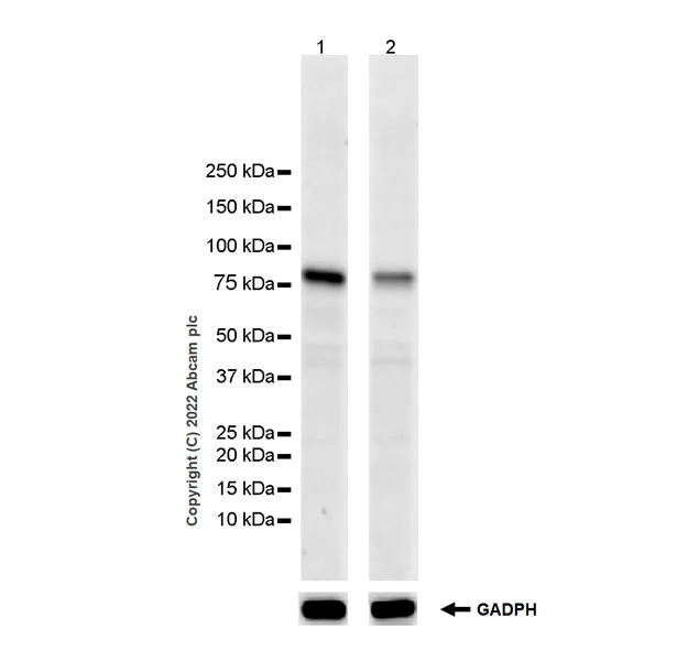 Western blot - Anti-Plzf antibody [EPR24830-8] - BSA and Azide free (AB305065)