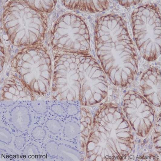Immunohistochemistry (Formalin/PFA-fixed paraffin-embedded sections) - Anti-PMCA1 antibody [EPR12029] (AB190355), expandable thumbnail