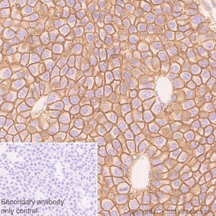 Immunohistochemistry (Formalin/PFA-fixed paraffin-embedded sections) - Anti-PMCA1 antibody [EPR12029] (ab190355), expandable thumbnail