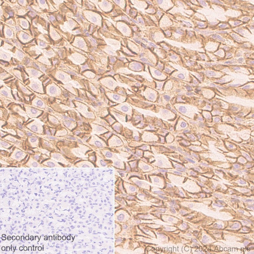 Immunohistochemistry (Formalin/PFA-fixed paraffin-embedded sections) - Anti-PMCA1 antibody [EPR12029] (ab190355), expandable thumbnail
