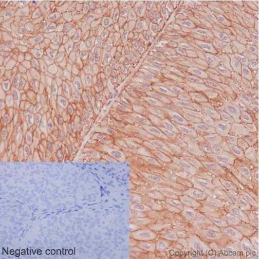 Immunohistochemistry (Formalin/PFA-fixed paraffin-embedded sections) - Anti-PMCA1 antibody [EPR12029] (AB190355)