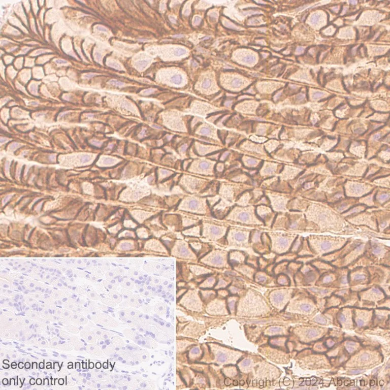 Immunohistochemistry (Formalin/PFA-fixed paraffin-embedded sections) - Anti-PMCA1 antibody [EPR12029] - BSA and Azide free (AB251018)