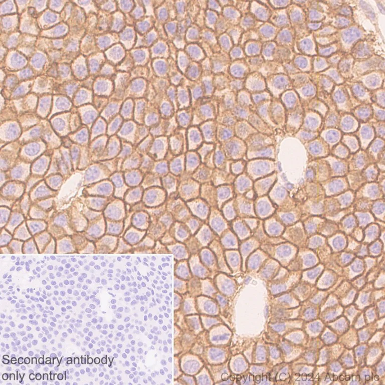 Immunohistochemistry (Formalin/PFA-fixed paraffin-embedded sections) - Anti-PMCA1 antibody [EPR12029] - BSA and Azide free (AB251018)
