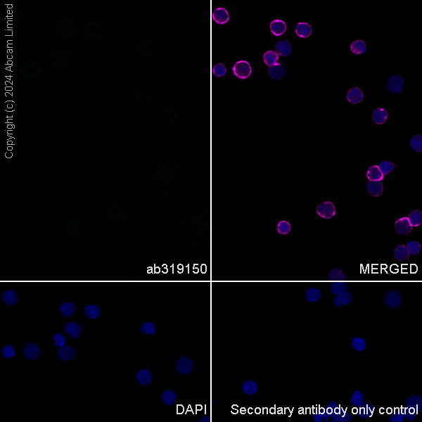 Immunocytochemistry/ Immunofluorescence - Anti-PMCA2 antibody [EPR28923-56] - BSA and Azide free (AB319151), expandable thumbnail