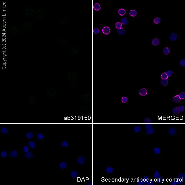 Immunocytochemistry/ Immunofluorescence - Anti-PMCA2 antibody [EPR28923-56] - BSA and Azide free (AB319151)