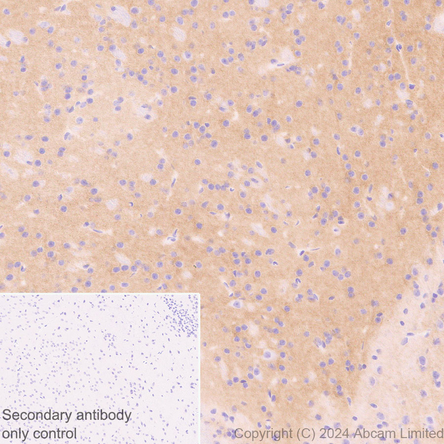 Immunohistochemistry (Formalin/PFA-fixed paraffin-embedded sections) - Anti-PMCA2 antibody [EPR28923-56] - BSA and Azide free (AB319151), expandable thumbnail