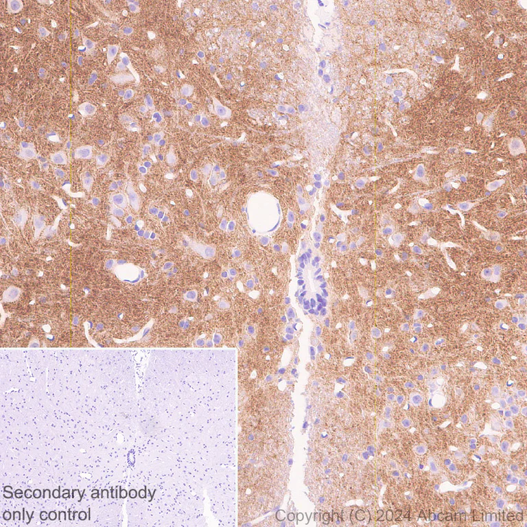 Immunohistochemistry (Formalin/PFA-fixed paraffin-embedded sections) - Anti-PMCA2 antibody [EPR28923-56] - BSA and Azide free (AB319151)