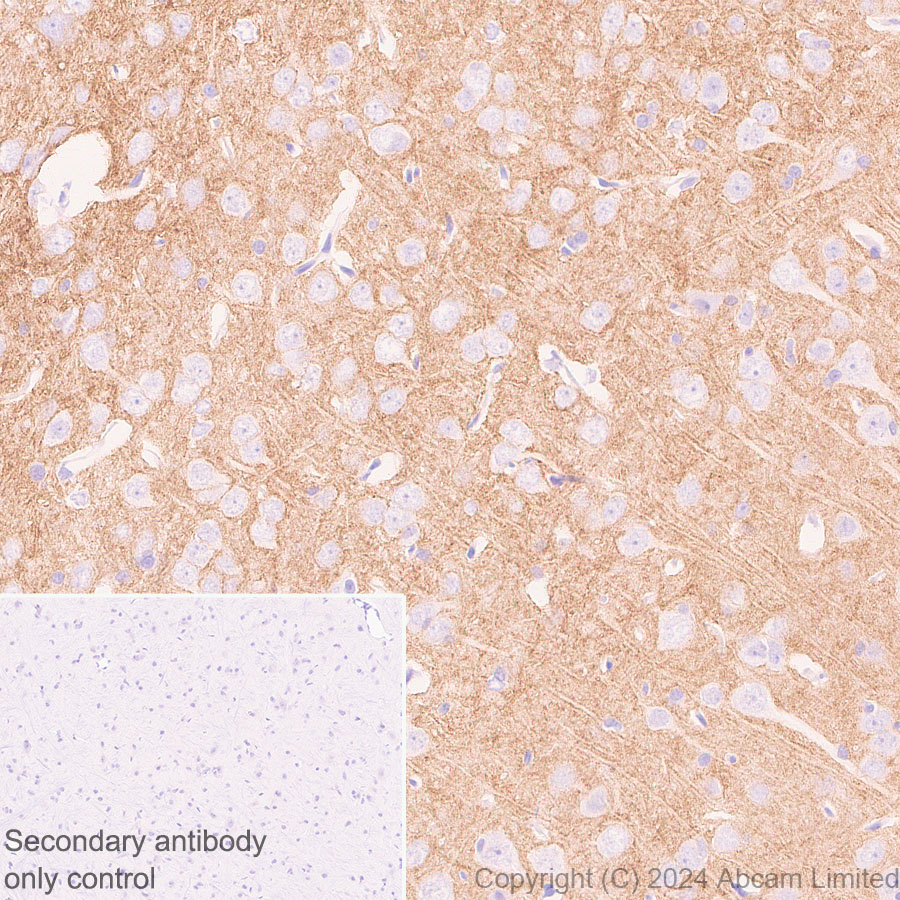 Immunohistochemistry (Formalin/PFA-fixed paraffin-embedded sections) - Anti-PMCA2 antibody [EPR28923-56] - BSA and Azide free (ab319151), expandable thumbnail