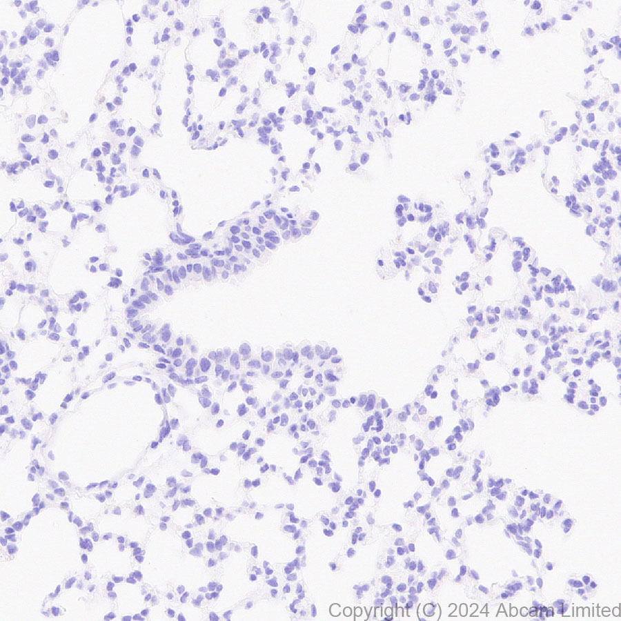 Immunohistochemistry (Formalin/PFA-fixed paraffin-embedded sections) - Anti-PMCA2 antibody [EPR28923-56] - BSA and Azide free (ab319151), expandable thumbnail