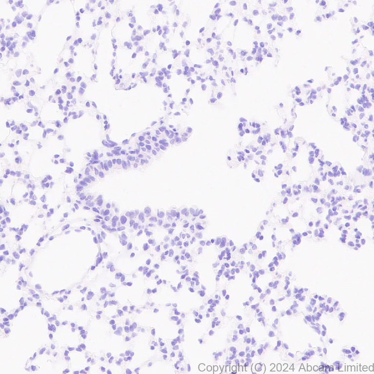 Immunohistochemistry (Formalin/PFA-fixed paraffin-embedded sections) - Anti-PMCA2 antibody [EPR28923-56] - BSA and Azide free (AB319151)