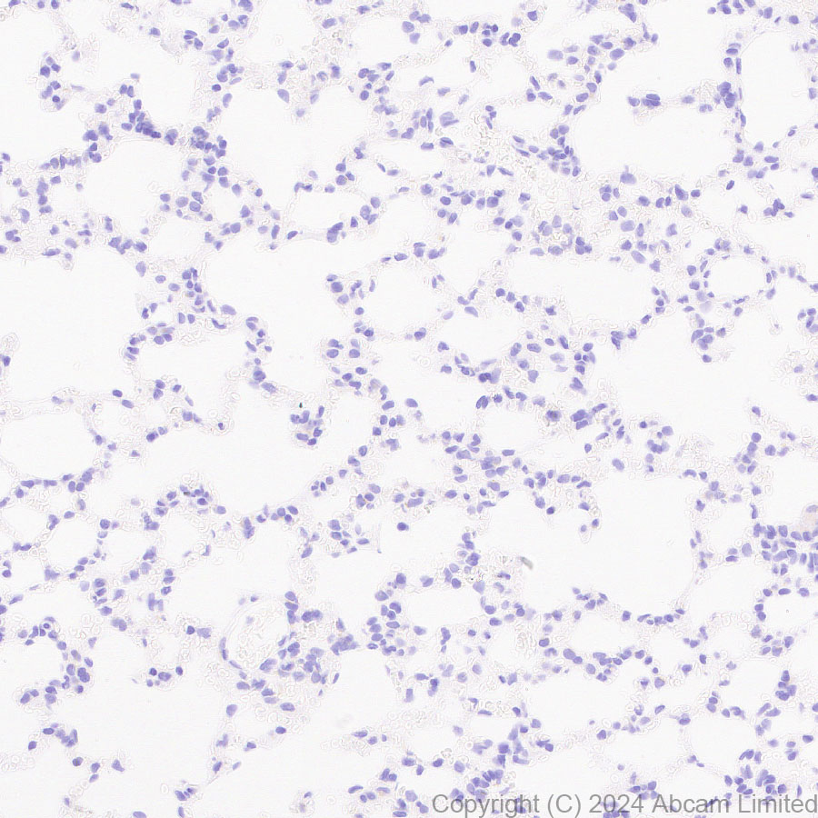 Immunohistochemistry (Formalin/PFA-fixed paraffin-embedded sections) - Anti-PMCA2 antibody [EPR28923-56] - BSA and Azide free (AB319151), expandable thumbnail