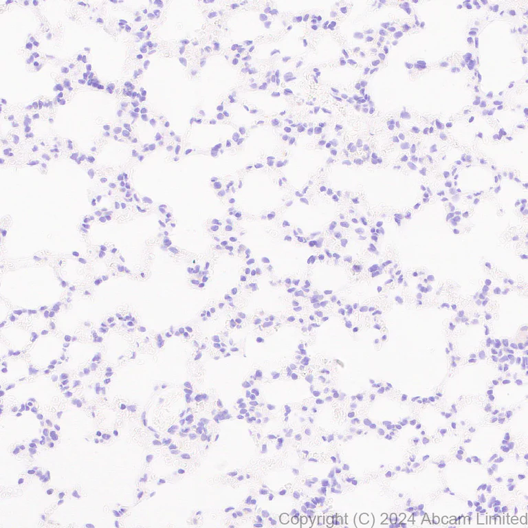 Immunohistochemistry (Formalin/PFA-fixed paraffin-embedded sections) - Anti-PMCA2 antibody [EPR28923-56] - BSA and Azide free (AB319151)