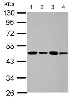 Western blot - Anti-PME-1 antibody (AB154569)