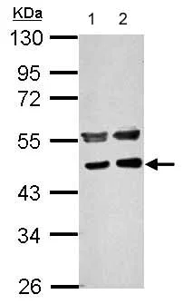 Western blot - Anti-PME-1 antibody (AB154569)