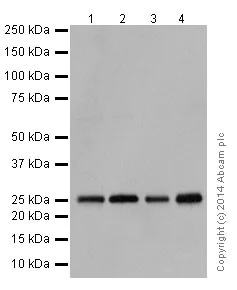 Western blot - Anti-PMF-1 antibody [EPR17298] (AB199531)