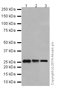 Western blot - Anti-PMF-1 antibody [EPR17298] - BSA and Azide free (AB251280), expandable thumbnail