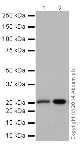 Western blot - Anti-PMF-1 antibody [EPR17298] - BSA and Azide free (AB251280), expandable thumbnail