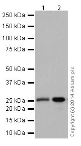Western blot - Anti-PMF-1 antibody [EPR17298] - BSA and Azide free (AB251280)