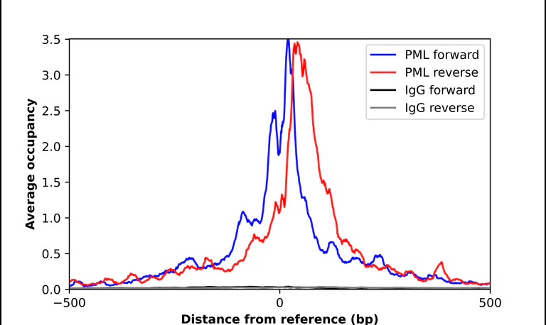 ChIP - Anti-PML Antibody (AB327189)