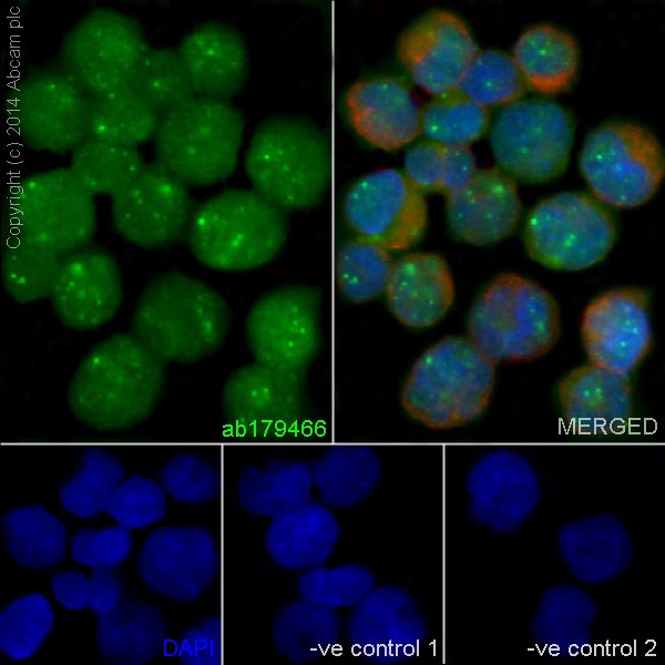 Immunocytochemistry/ Immunofluorescence - Anti-PML Protein antibody [EPR16792] (AB179466)