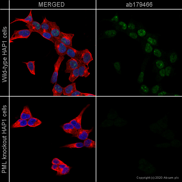 Immunocytochemistry/ Immunofluorescence - Anti-PML Protein antibody [EPR16792] (AB179466)