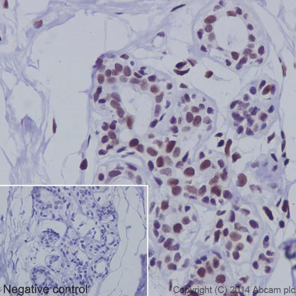 Immunohistochemistry (Formalin/PFA-fixed paraffin-embedded sections) - Anti-PML Protein antibody [EPR16792] (AB179466)