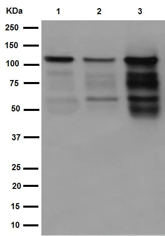 Western blot - Anti-PML Protein antibody [EPR16792] (AB179466)