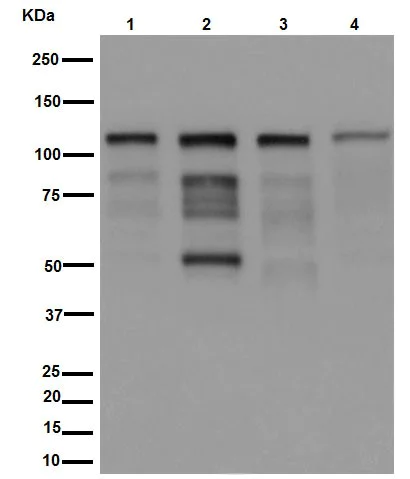 Western blot - Anti-PML Protein antibody [EPR16792] (AB179466)