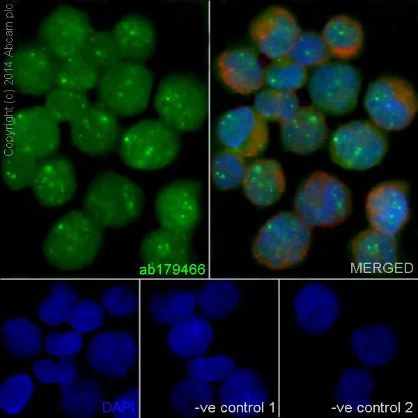 Immunocytochemistry/ Immunofluorescence - Anti-PML Protein antibody [EPR16792] - BSA and Azide free (AB240213)