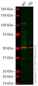 Western blot - Anti-PML Protein antibody [EPR16792] - BSA and Azide free (AB240213)