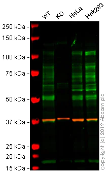 Western blot - Anti-PML Protein antibody [EPR16792] - BSA and Azide free (AB240213)