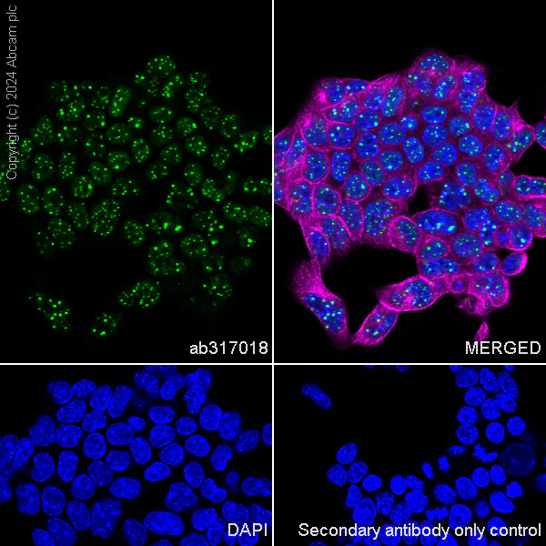 Immunocytochemistry/ Immunofluorescence - Anti-PML Protein antibody [EPR27157-75] (AB317018)