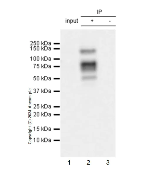 Immunoprecipitation - Anti-PML Protein antibody [EPR27157-75] (AB317018)